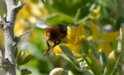 Osmia tricornis